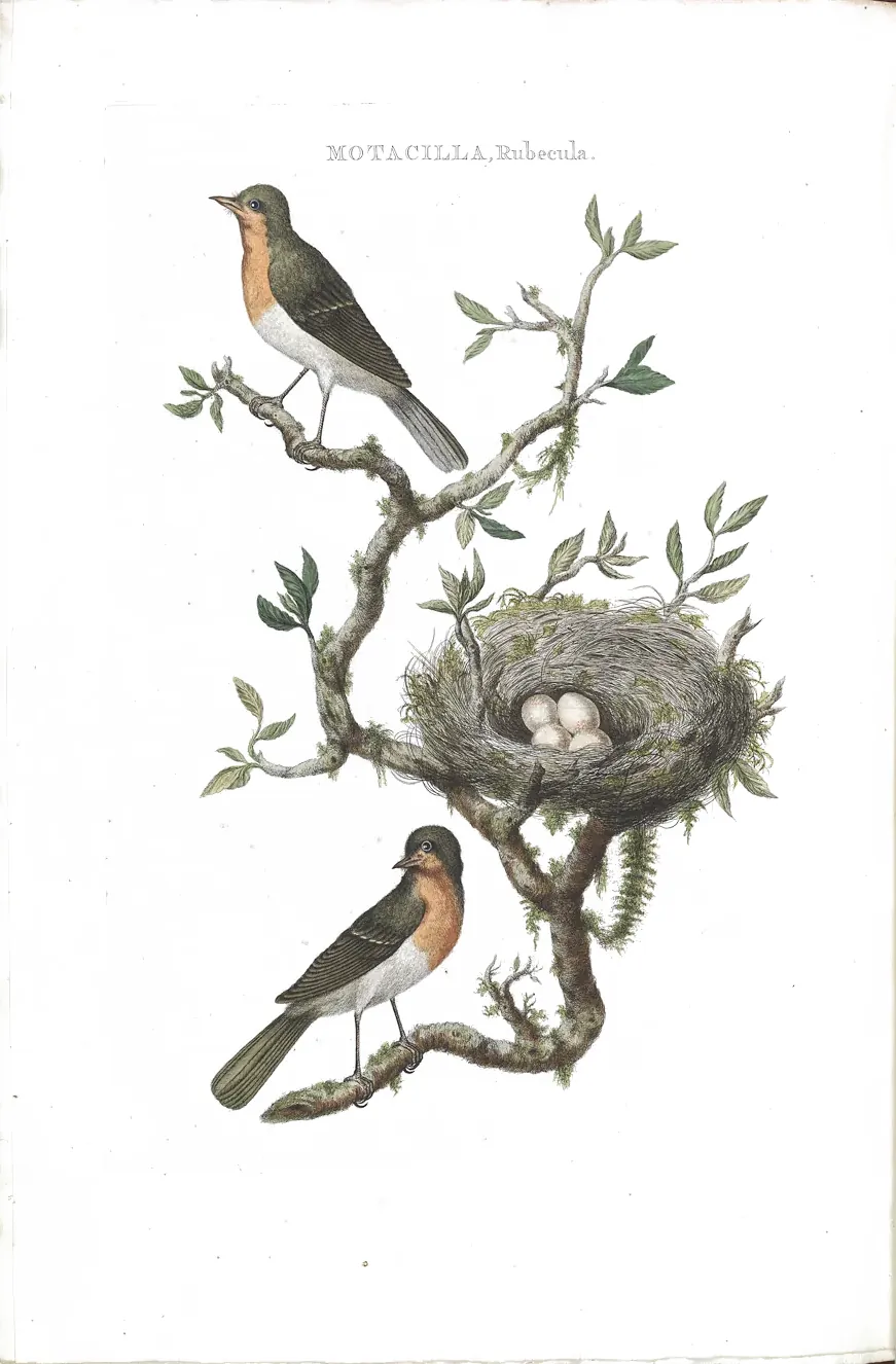 Plaat van de roodborst uit Nederlandsche Vogelen, met een nest en eieren